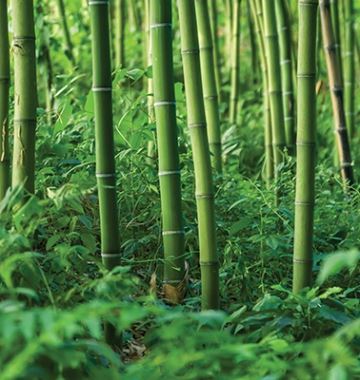 Photo Wall - Bamboo